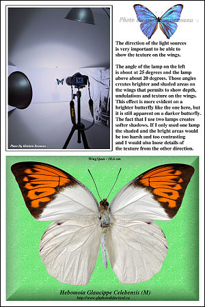 PAGE-1-butterfly-How to take photos of butterflys